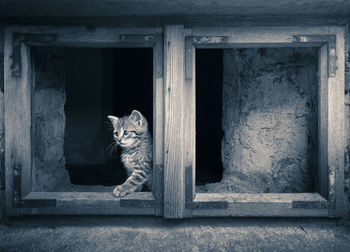 Portrait of cat on window of building