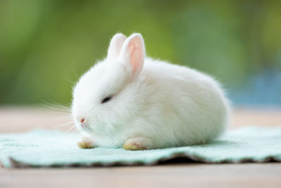Cute white baby rabbit sitting on cloth. friendship with cute easter bunny.