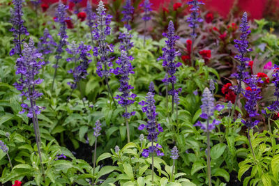 Close-up of purple flowering plants