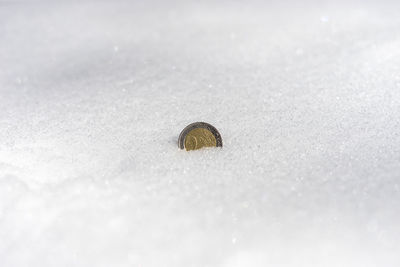 Close-up of animal shell on snow