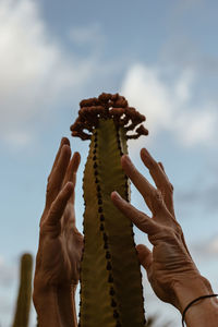 Cropped hand holding cactus against sky