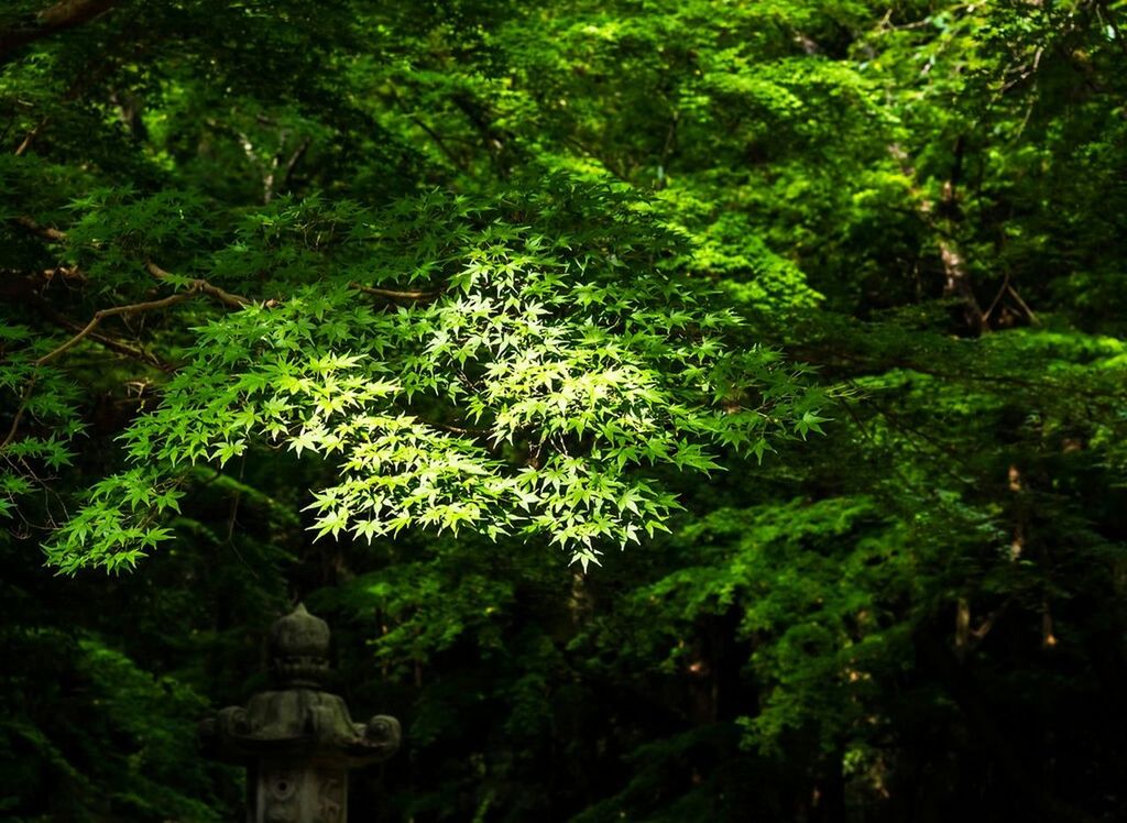 TREES AND GREEN LEAVES