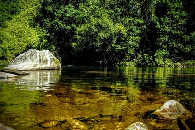 Scenic view of lake and trees in forest