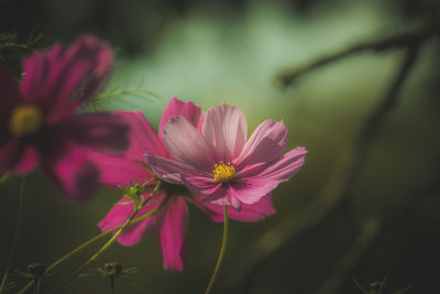 Close-up of pink cosmos flower