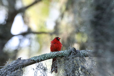 Bird perching on a branch