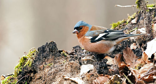 Close-up of a bird perching on rock