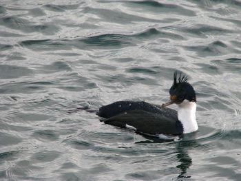 Duck swimming in sea