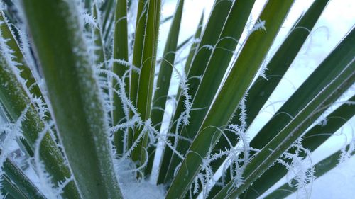 Close-up of plants