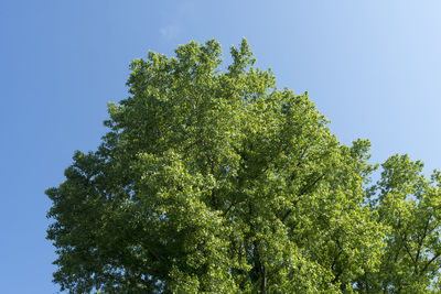 Low angle view of tree against blue sky