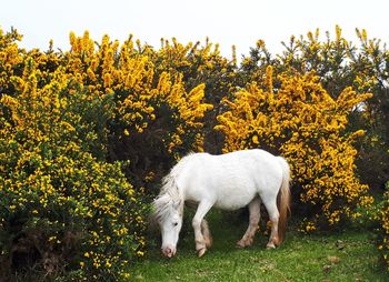 White horse on field against sky