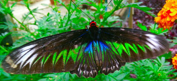 Close-up of butterfly on leaf