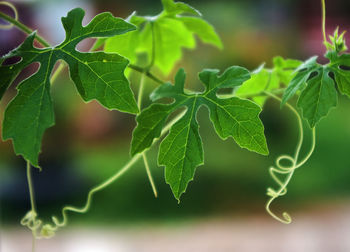 Close-up of fresh green leaves