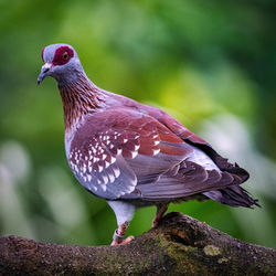 Close-up of pigeon