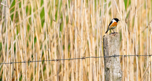 Low angle view of bird perching on wood