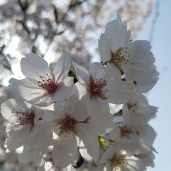 Close-up of cherry blossom