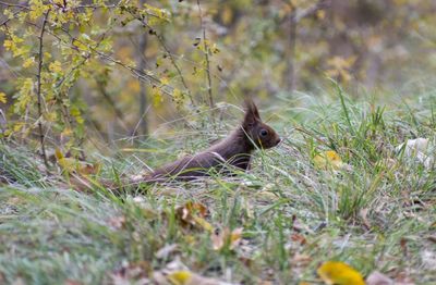 Squirrel on grass