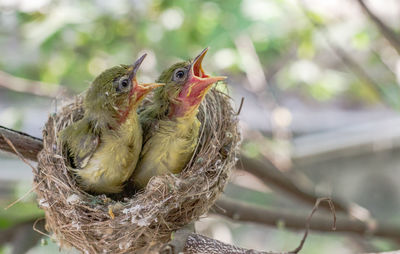 Close-up of bird perching on nest