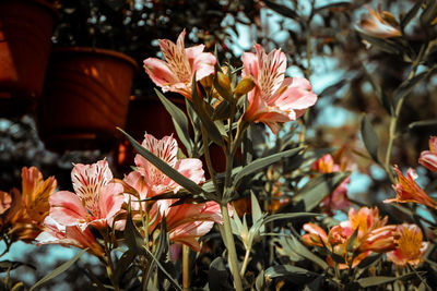 Close-up of flowers blooming outdoors