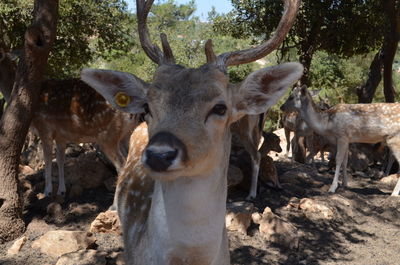 Portrait of deer in forest