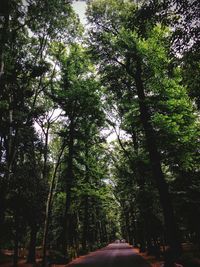 Road passing through forest