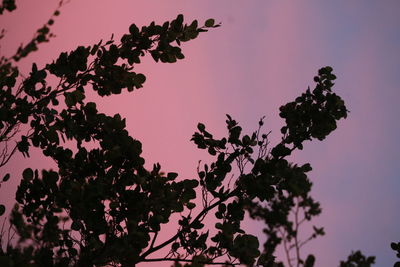 Low angle view of silhouette tree against sky at sunset