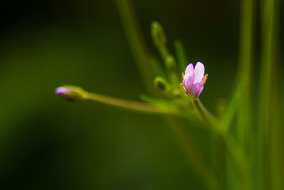 Close-up of pink flowers