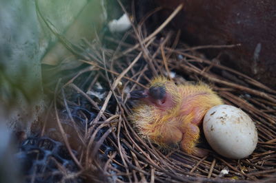 High angle view of bird with egg in nest