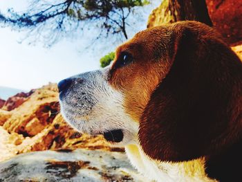 Close-up of dog against sky