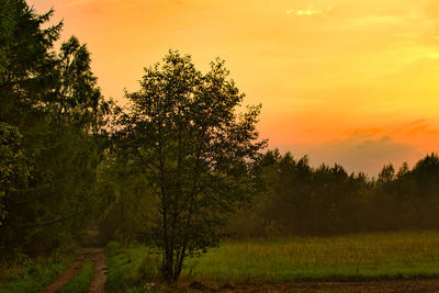 Trees on field against sky during sunset