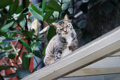 Portrait of cat sitting by plants