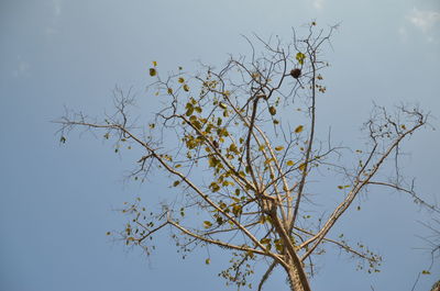 Low angle view of flowers against sky