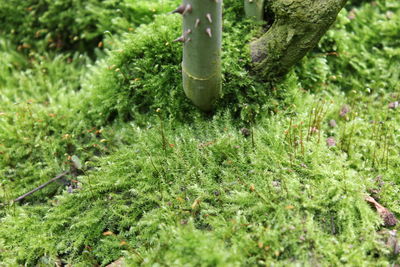 Low section of person on plants