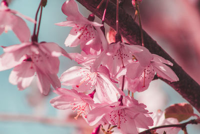 Close-up of pink cherry blossom tree