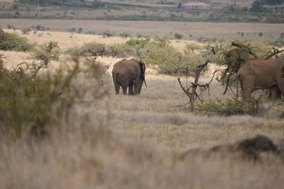 Elephant walking on field