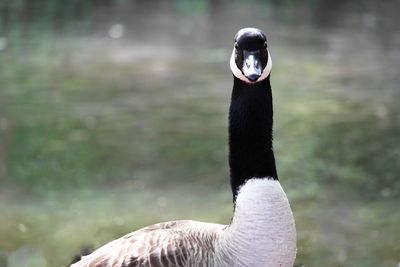 Close-up portrait of bird