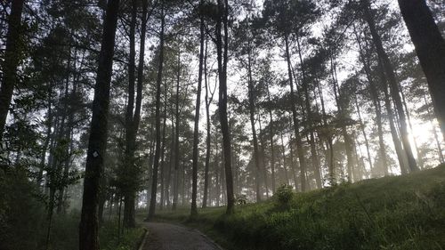 Low angle view of trees in forest