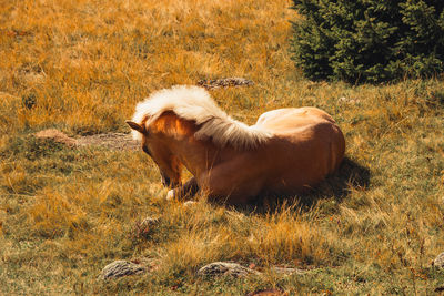 Dog on grassy field