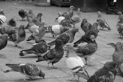 Pigeons are feeding on the street