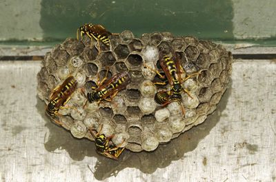 High angle view of wasp nest on wall