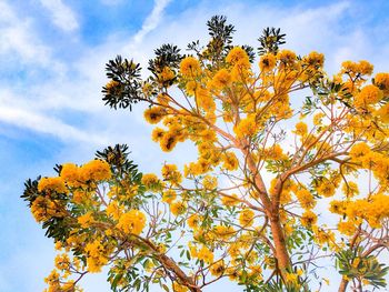 Low angle view of yellow flower tree against sky