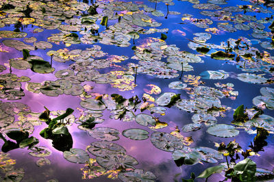 Full frame shot of water lily blooming on plant