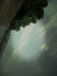 Scenic view of tree against sky