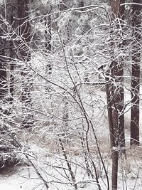 Bare trees in forest during winter