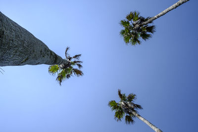 Low angle view of palm tree against clear blue sky