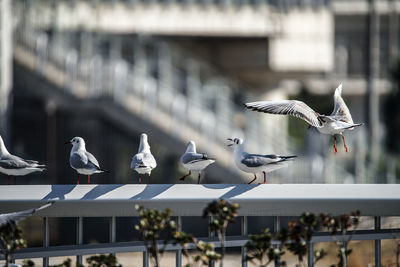 Seagulls flying