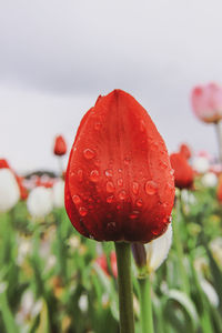 Close-up of wet red rose flower
