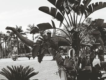 Crowd of palm tree against sky