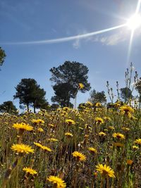 Scenic view of sunflower field against sky