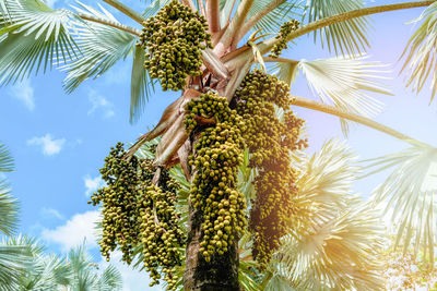 Low angle view of palm tree