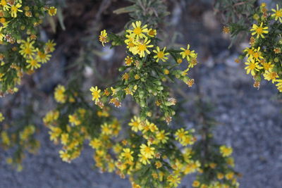 Close-up of yellow flowering plant